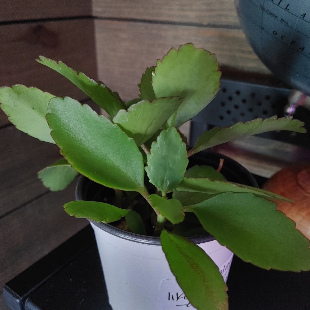 Life plant (kalanchoe pinnata) starter 3" pot